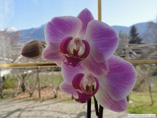 Orchideen im Fenster