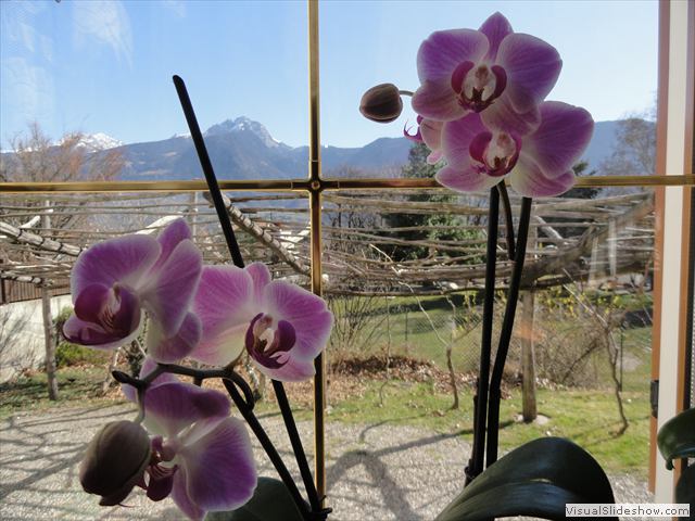 Orchideen mit Ifinger u. Hirzer