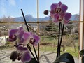 Orchideen mit Ifinger u. Hirzer